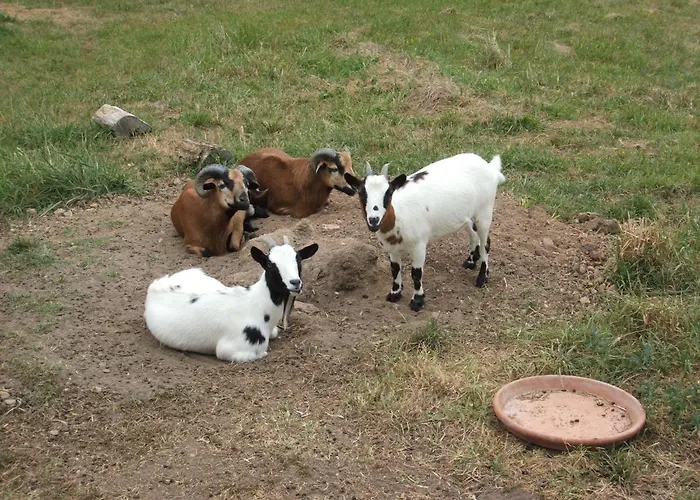 La Zenitude * Les Lèches